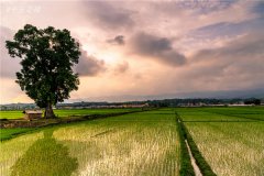 土壤墑情速測(cè)儀的使用效果怎么樣?