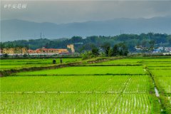 土壤水分速測儀調(diào)節(jié)土壤水分的方法?