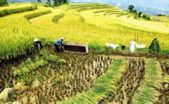 管式土壤墑情監(jiān)測儀提升糧食作物的達(dá)標(biāo)率