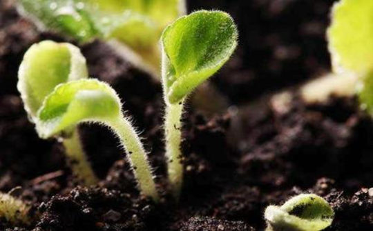 土壤墑情 土壤墑情