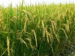 土壤墑情監測系統是如何運行的?