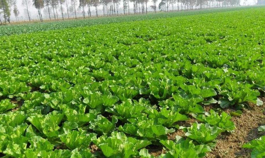 農(nóng)業(yè)土壤墑情監(jiān)測(cè)系統(tǒng)科學(xué)控制土壤濕度 農(nóng)業(yè)土壤墑情監(jiān)測(cè)系統(tǒng)科學(xué)控制土壤濕度