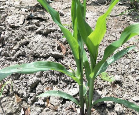 土壤墑情如何實現自動監測？