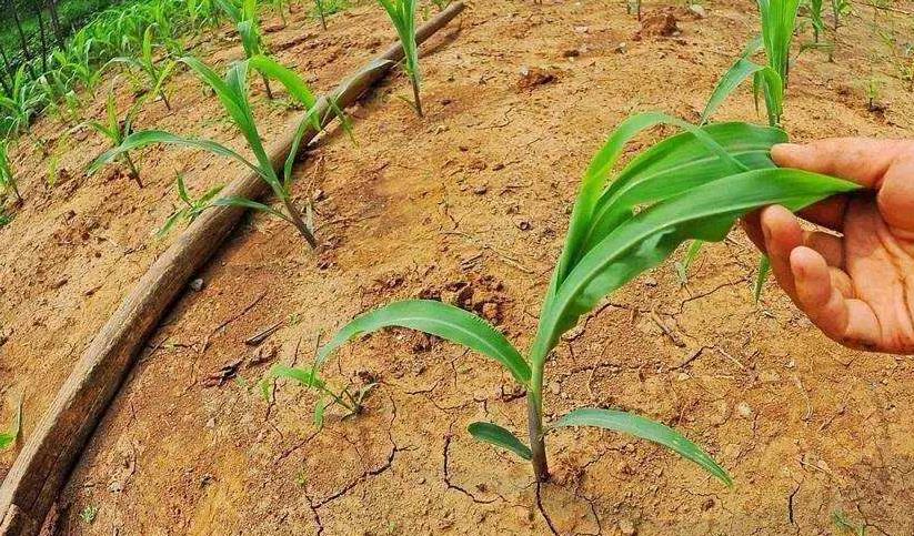 土壤墑情遠程監控系統在旱情分析中的應用 土壤墑情遠程監控系統在旱情分析中的應用