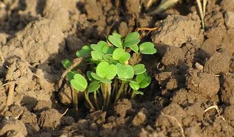 有了物聯網,土壤墑情監測系統才有了“生命”! 有了物聯網,土壤墑情監測系統才有了“生命”!