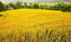 北方墑情適宜利于秋收 南方仍需防范降雨和寒露風