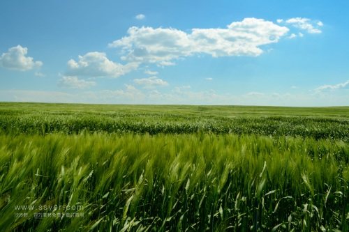 智慧農(nóng)業(yè)帶來了什么? 智慧農(nóng)業(yè)帶來了什么?