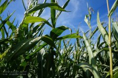 農(nóng)業(yè)節(jié)水，如何用科技支撐？